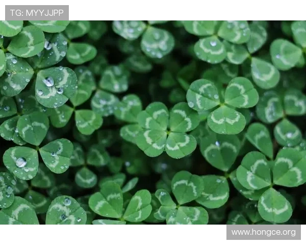 KMK Sports品牌的环保理念与可持续发展策略，关注绿色运动新趋势